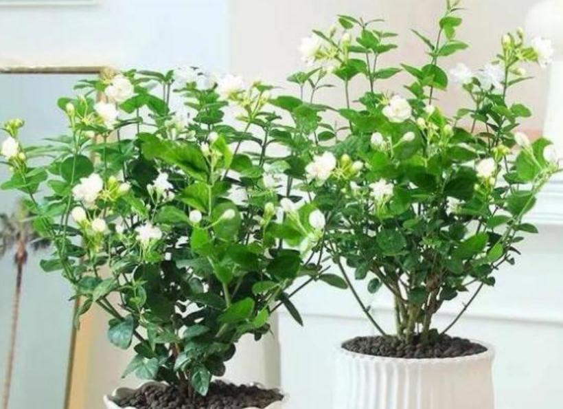 农历九月二十二霜降后，养什么花？以下3种花，福泰安康福寿双全