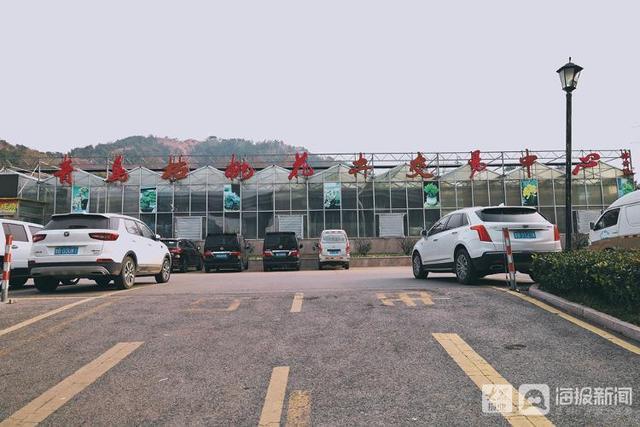 年宵花市场开始备货蝴蝶兰仙客来20-50元盆受市民青睐