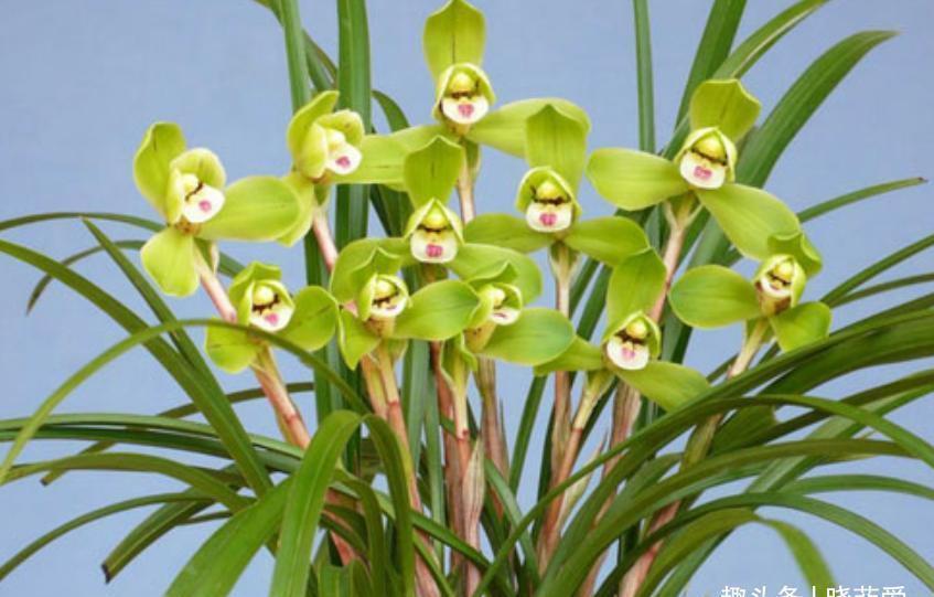 水仙花|新年新气象!10种年宵花,家里放一盆,福瑞迎门,喜庆又吉祥