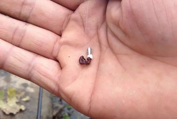 蚯蚓做饵没鱼口,这样先加工下蚯蚓,渔获暴增数十倍!