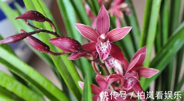 鹤望兰|室内光照不足养5款“喜阴花”，稍微见点光，就能养好养开花