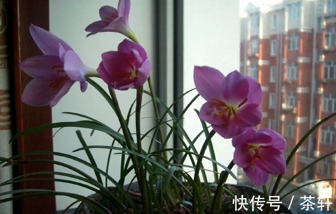 兰花开花后花茎如何修剪?教你“2法”,1年就长疯,年年开花爆盆