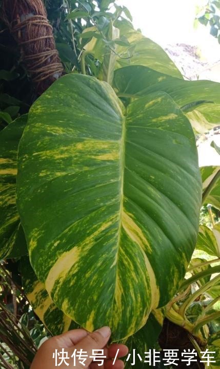 绿萝养久了,居然变成了龟背竹,还开背了!