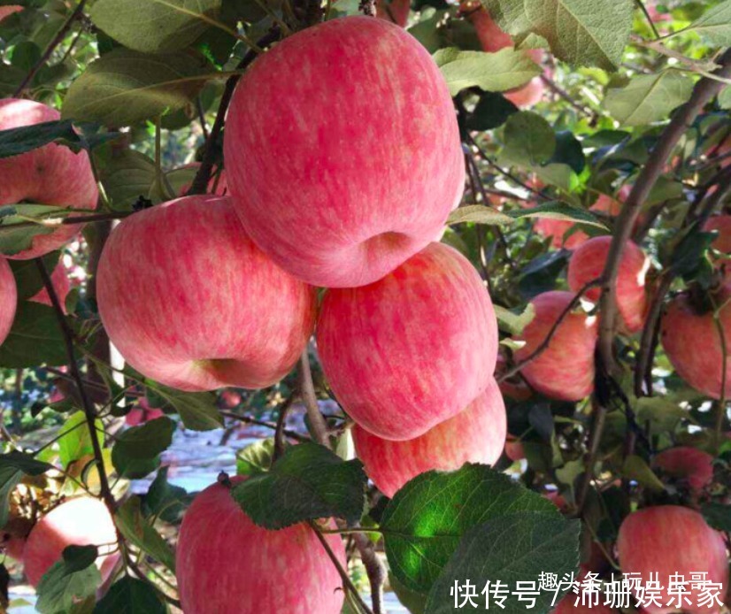 苹果美白肌肤与牙齿,重视苹果红点防治,收获