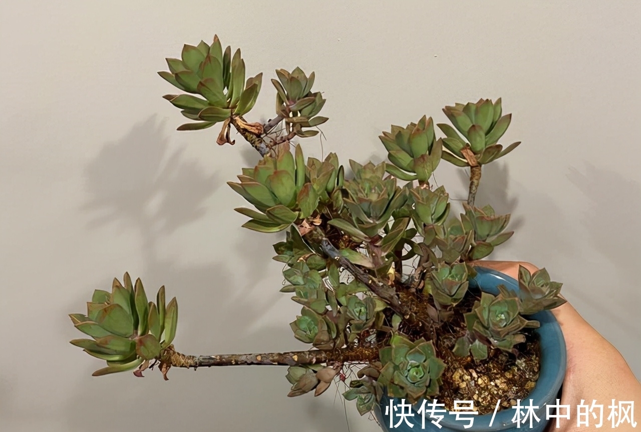 养多肉马库斯,花友们遇到的4个问题,说一下我的答案