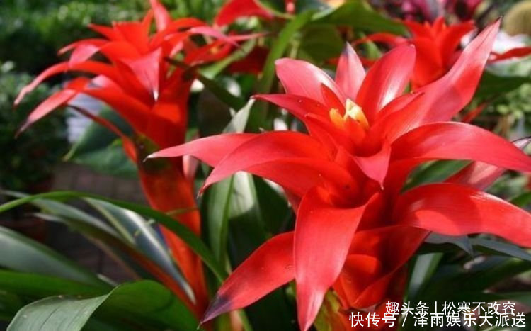 4种花养家里,福旺运旺财更旺,不用费心,就能长的特别好