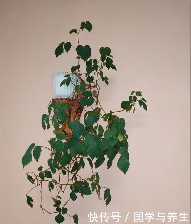 卧室养3种花,晚上也能释放氧气,睡觉睡的香!