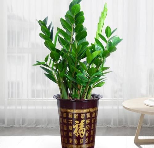 发财树|客厅里的发财树扔了吧，新型寓意植物，养一盆财运亨通