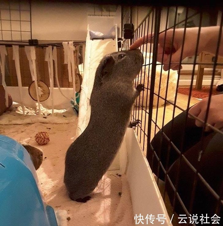 宠物|姿势比人类还专业?20个「宠物做瑜伽」的爆笑瞬间