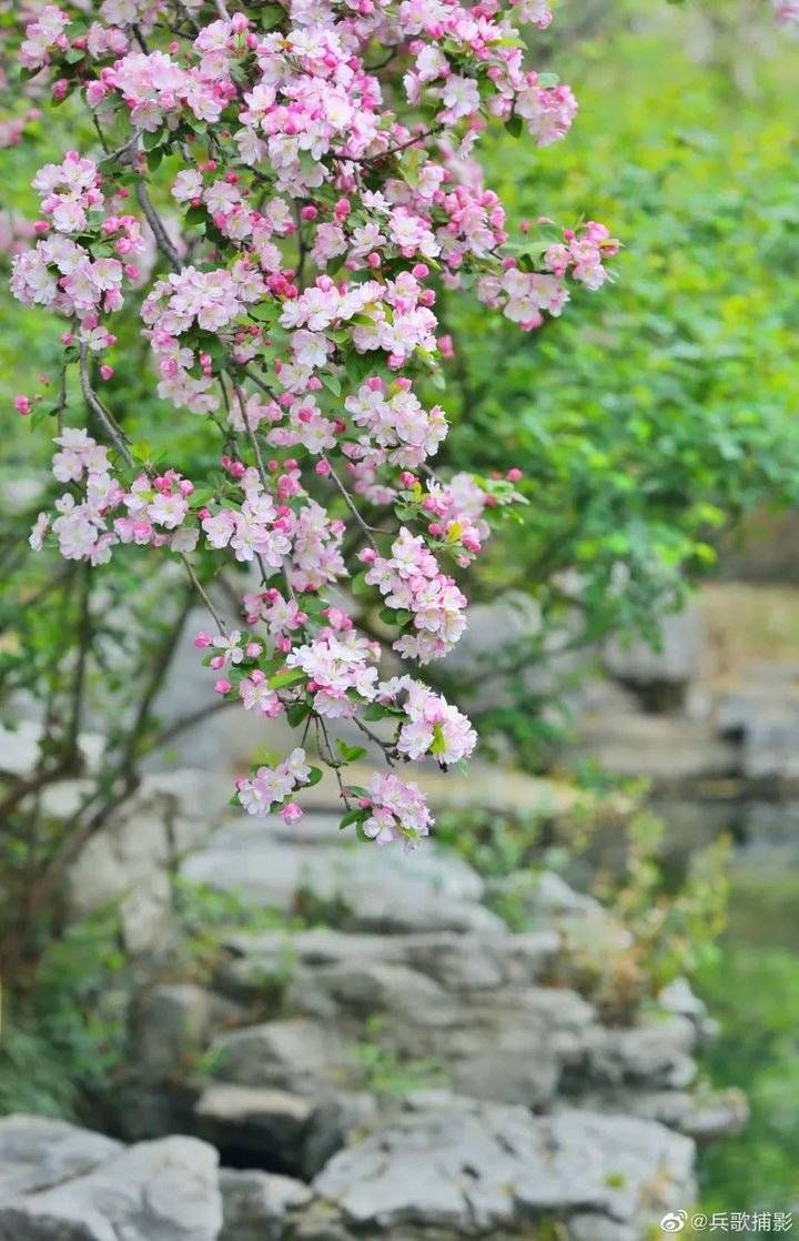 跟着热搜看济南春光，春花春水春柳都不能错过