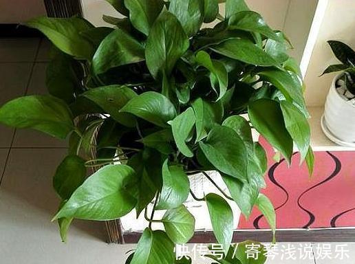 扦插绿萝:谨记这4步简单操作,生根速度快、爆盆效果好!