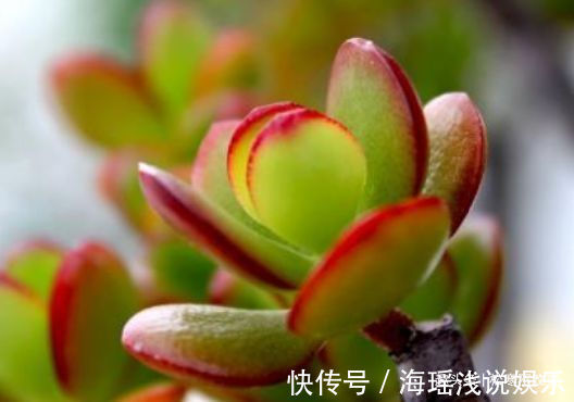 喜欢菊花，不如养盆“开花机器”仙客来，似可爱小鸟，夺人眼目