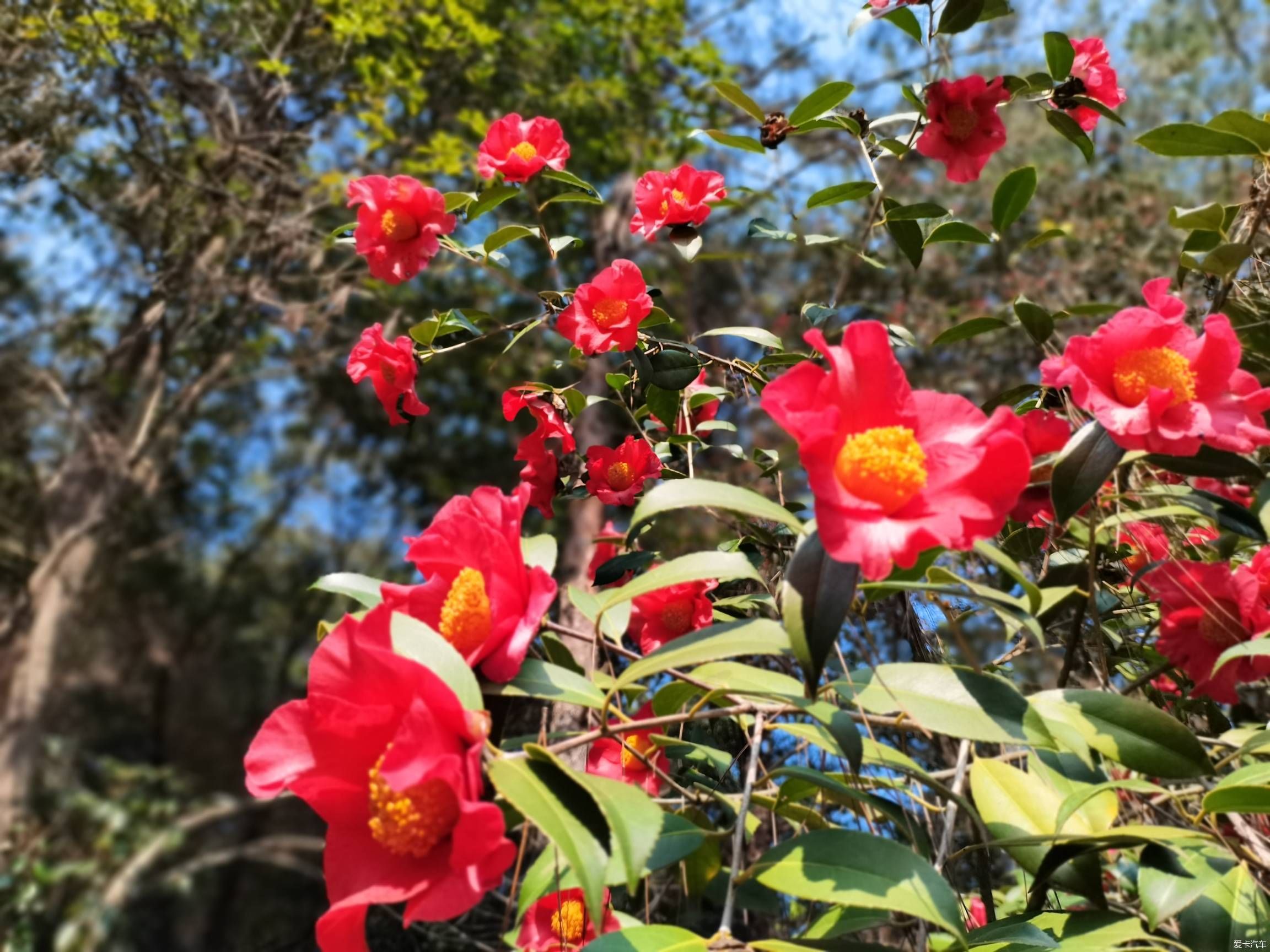 情人节逛森林公园