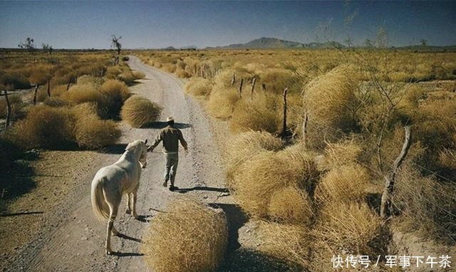 风滚草 美国又发生了啥?被这一植物堵的家门都出不了,在中国却难以见到