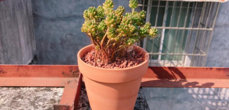 养花土不够透气,用上处理好的松针、河沙,养啥花根都长得壮