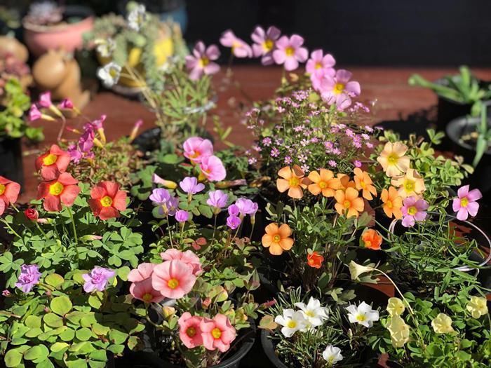 酢浆草|酢浆草可是潜力股,每次开花一大片,冬天不开花,3点原因在搞鬼