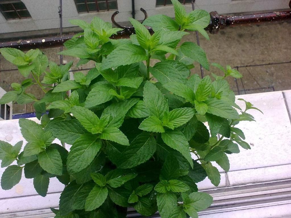 卧室养花就养它们,有香气又杀菌,改善睡眠