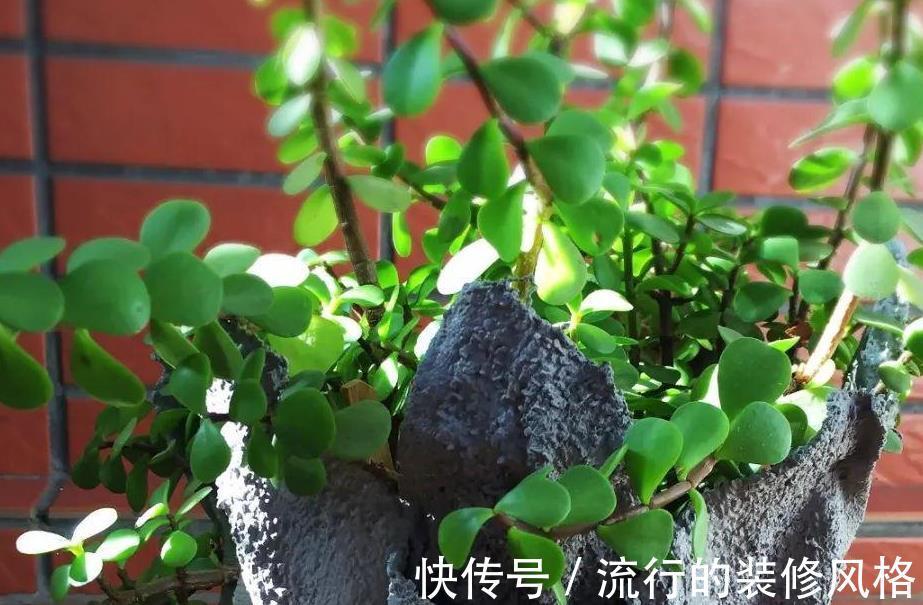 养花|没有花盆,怎么养花?解决方法有3种,你知道吗?