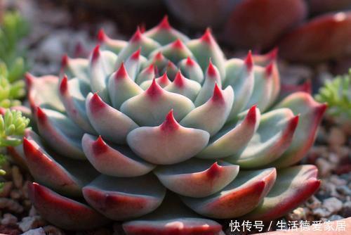 此款普货多肉,株型紧凑,长得肥嘟嘟,适合新手养!