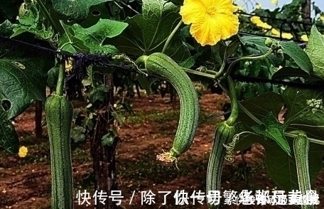 肾脏|炒丝瓜不能放它，不仅没营养，还有损肾脏，还是早点了解为妙