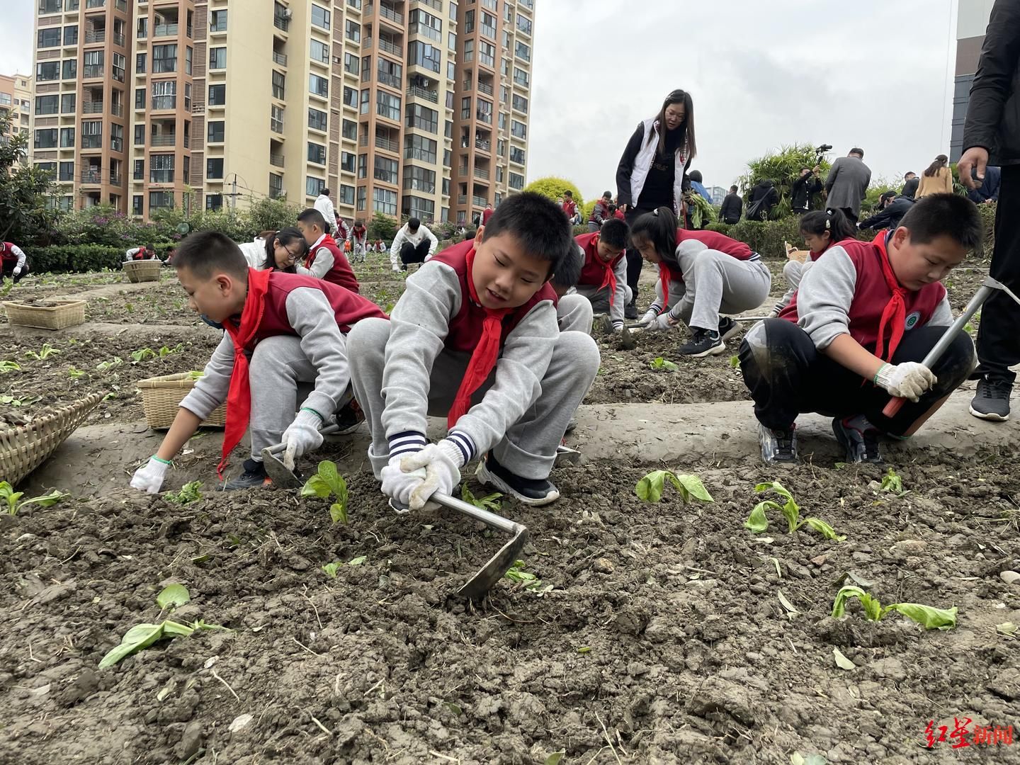 中小学生|现在娃娃连葱葱蒜苗都分不清？成都这些娃娃可能表示“不服”