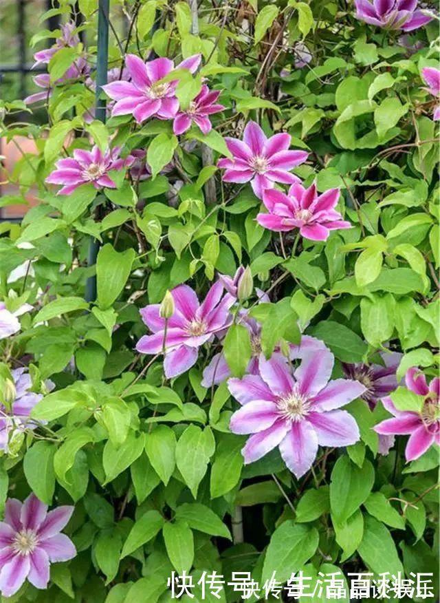 院子|它们是“庭院3宝”,有院子一定要种全,开花时让人羡慕