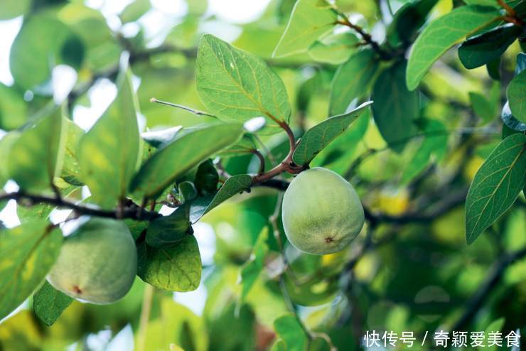 此花色泽亮绿,身披锦绣,霞光如火,有着和善和美德的寓意