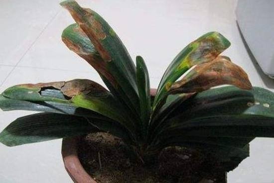 君子兰夏天容易烂根赶紧砍一刀,栽土里还能重新长!