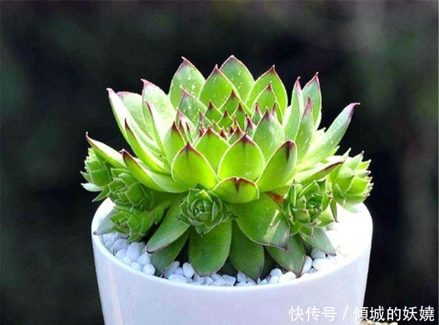 爆盆|观音莲度夏很简单,紧抓4个细节,不烂根不徒长,秋天长爆盆