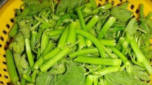 碰到这菜我从不手软，1次买3把，识货的人都抢着买，调经又养血