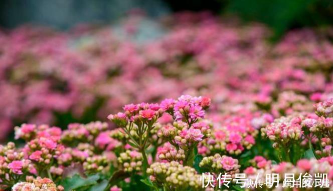 长寿花|此3种花剃头正当时，现在剃的好，秋冬开花早