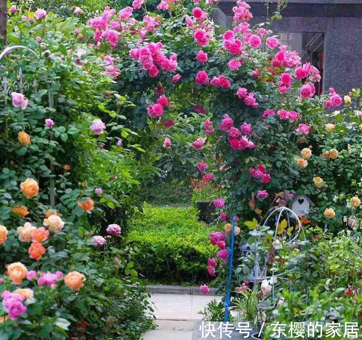 月季|学会养护5步法，月季嗖嗖满架爬，整面花墙太好看