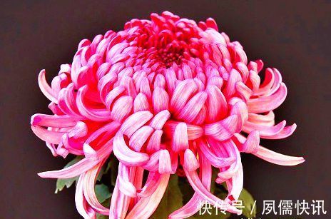 喜欢菊花,就养盆“菊中精品”东海の红,似玫红莲座,绚丽优雅