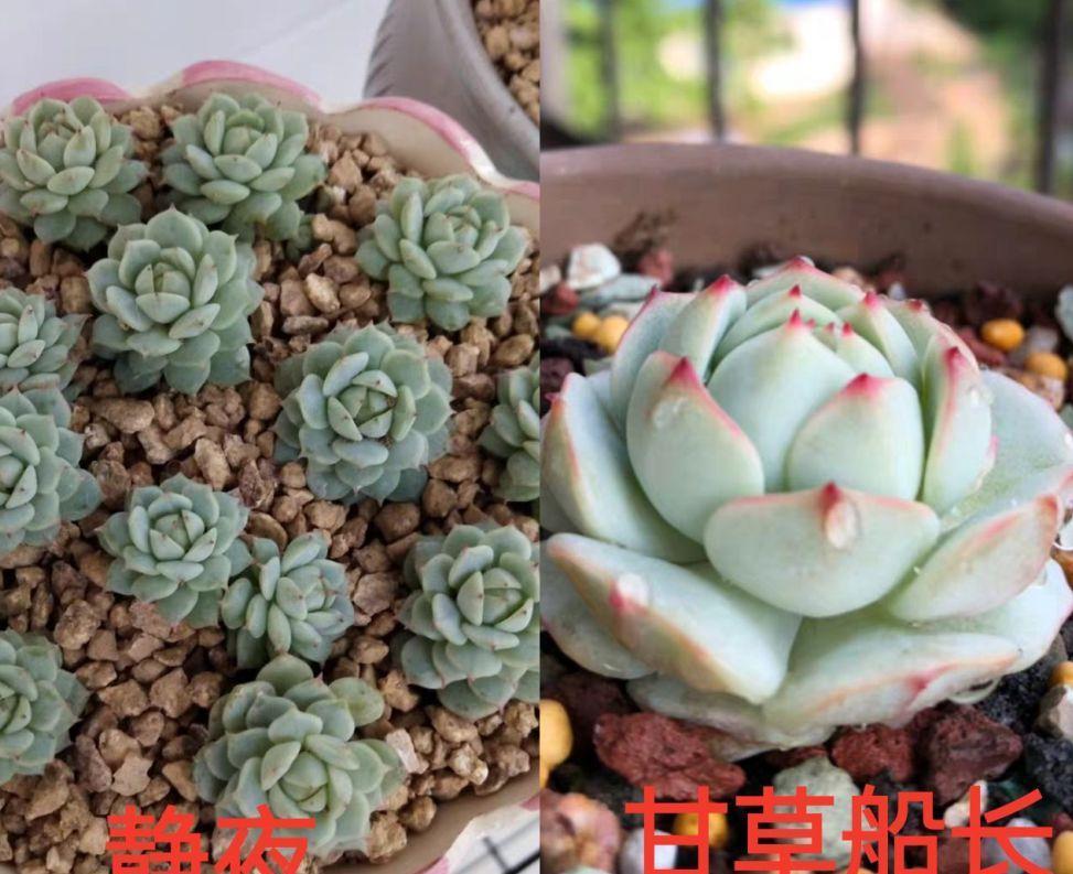 他家养的多肉盆栽,一棵能冒8个头,半年疯长100盆绿植
