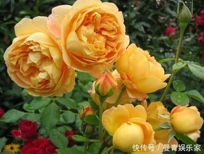 花香|最美4种藤本月季,个个都“惊艳”,年年花开上百朵,你最爱哪种