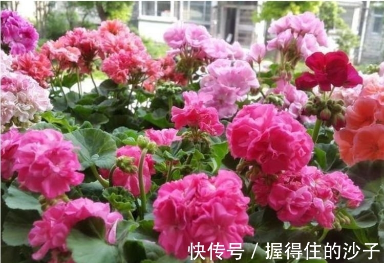 百合花|4种花很好养，耐热耐晒更耐旱，日子红火财运滚滚，好看极了