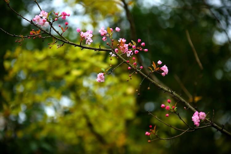 含苞待放|初冬时节又相催，海棠花开暖意浓