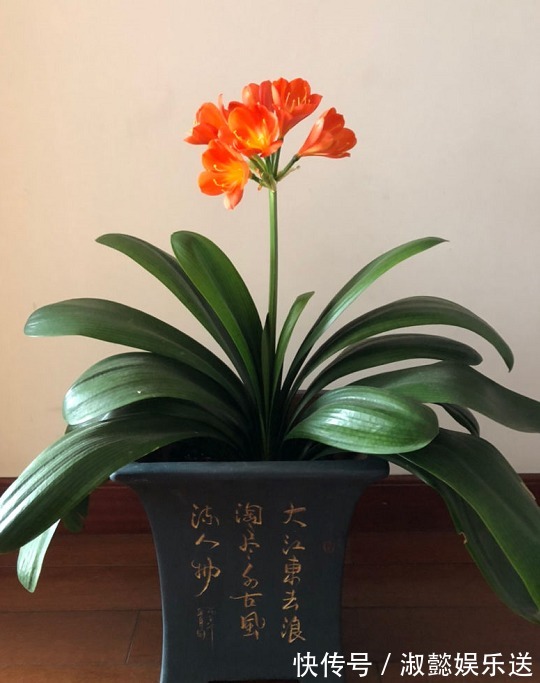 耐旱|好花都是浇死的，10种常见花，浇水别太勤快！