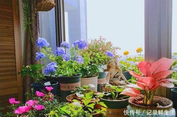 为了养花 她花了3年时间 把家改造成了一个漂亮大花房 太惊艳 粉紫色 为了养花 她花了3年时间 把家改造成了一个漂亮大花房 太惊艳 粉紫色