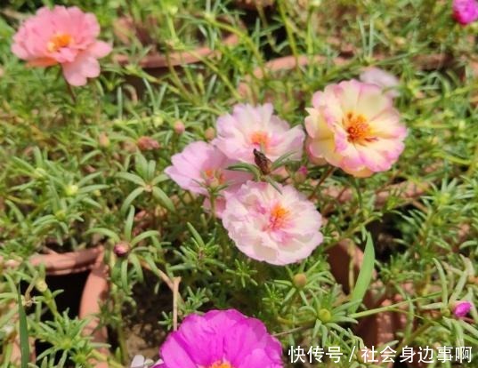 盘点我淘汰的各种花,当初花钱买了,后来含泪放弃……!