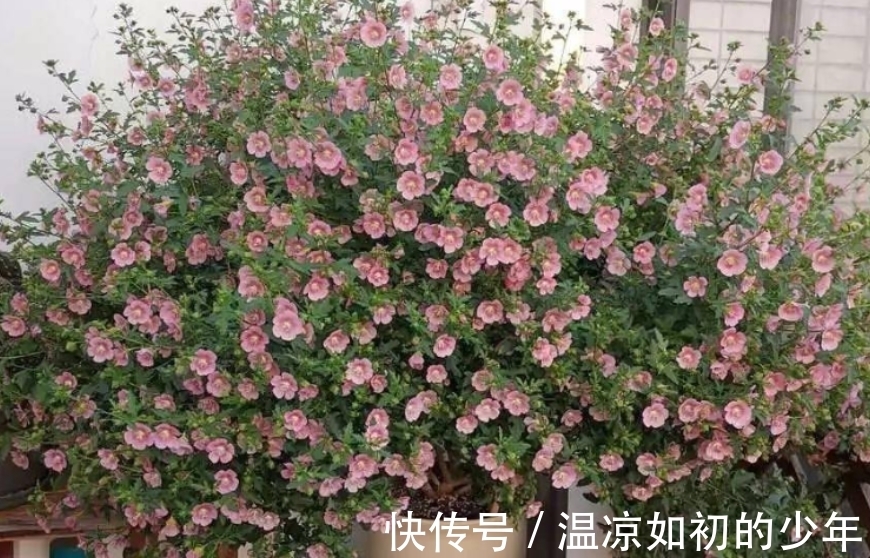 直射光|这花是名副其实的“开花机器”，秋冬盆栽，落实好4点花开不歇