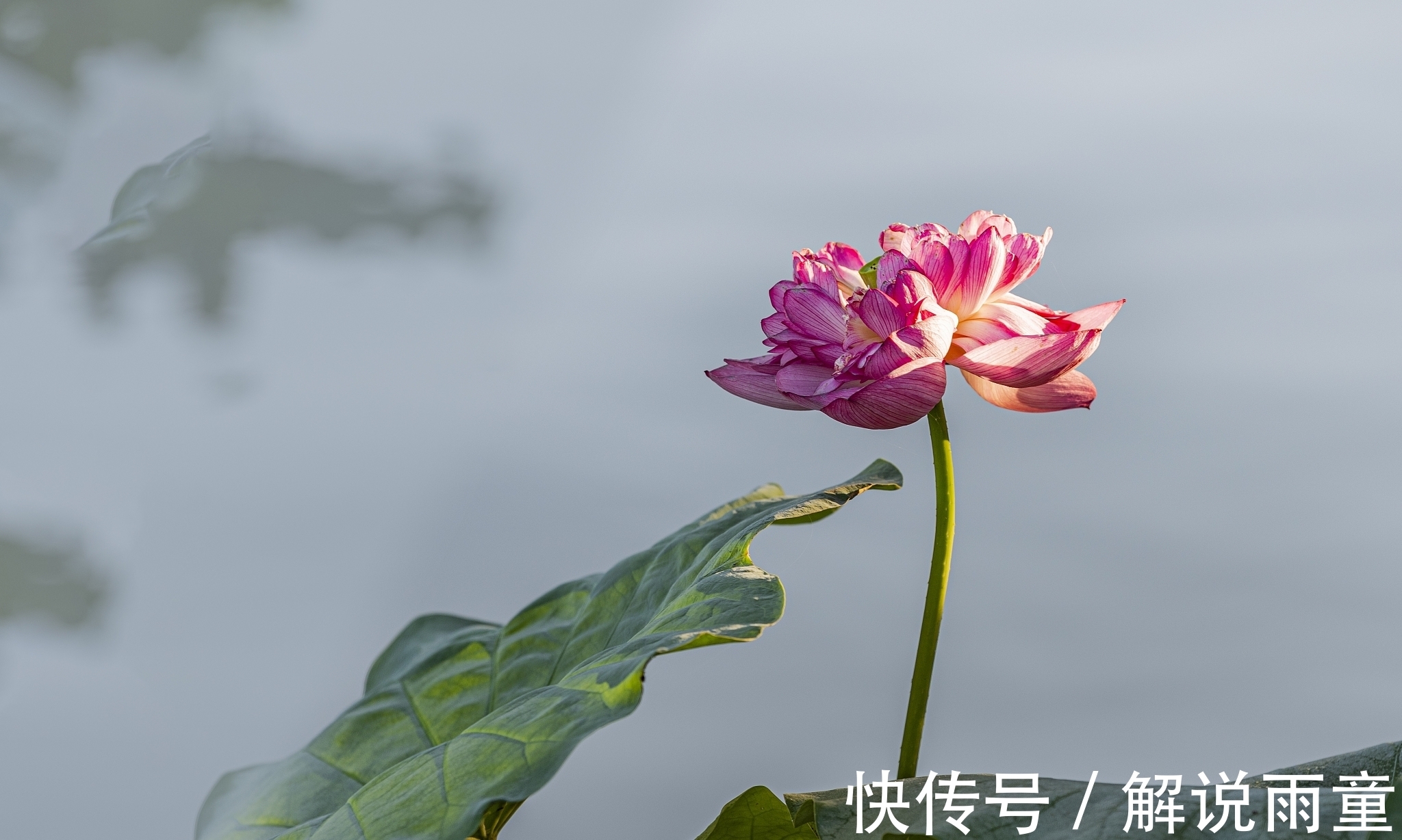 对韵&十大名花对韵:春来我不先舒蕊,雪里凭谁敢放花