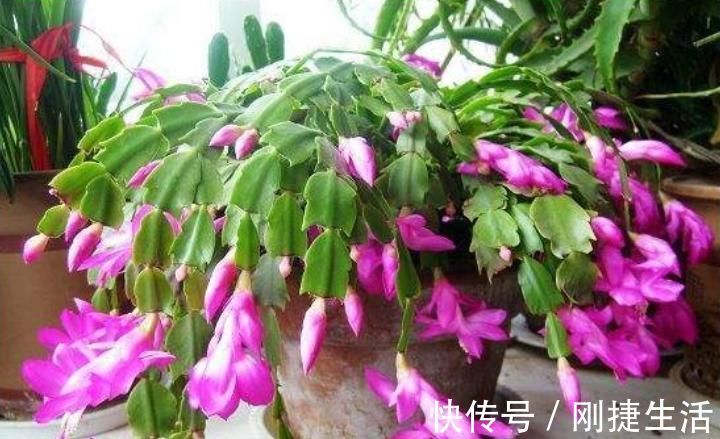 黄叶|最厉害的养花营养液，蟹爪兰喝一勺，不掉花苞不黄叶，蹭蹭开一盆