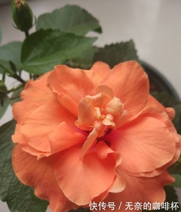 菊花|平日里送花,不要送碗莲,有人会忌讳