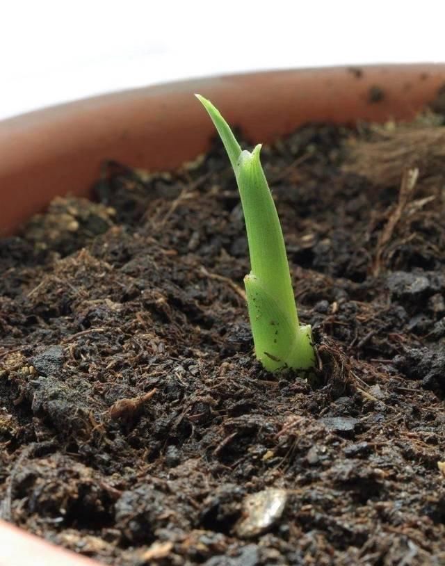 盆栽|对光照需求不多的生姜,养成盆栽后摆窗台上,也能生长旺盛