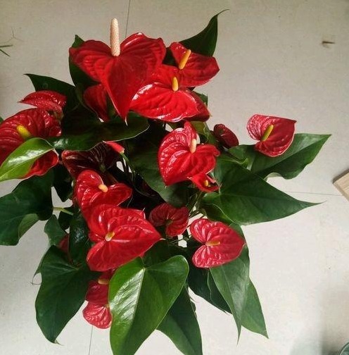 红掌黄叶不要慌，只需一步，叶子油亮如打蜡，花剑猛蹿开爆盆！