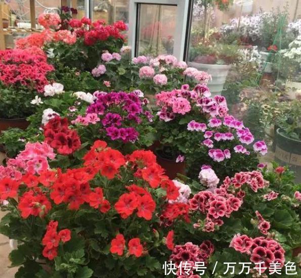 鹤望兰|阳台采光差,建议你别养这10款花,长势差难开花,越养越生气