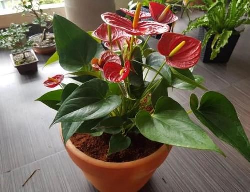  土壤|喜欢盆栽红掌吗？这里有你需要的养殖知识和繁殖技巧