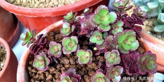 美成|6种长不大的多肉,阳台摆上几盆,小小的、萌萌的,美成一首诗!