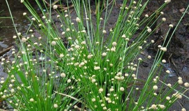 明目|这株不起眼的“小草”,却是李时珍口中的良药,明目效果胜菊花